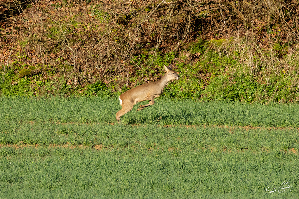 Chevrette entrain de bondir